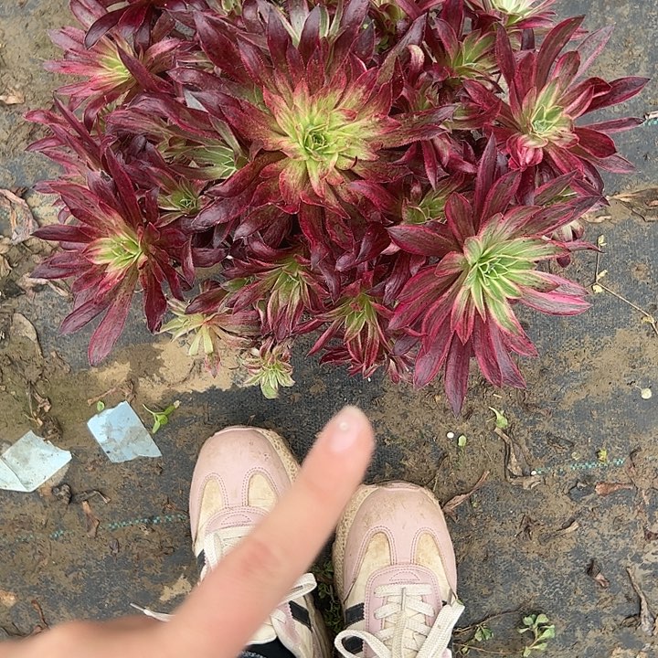 多肉法师植物链接143