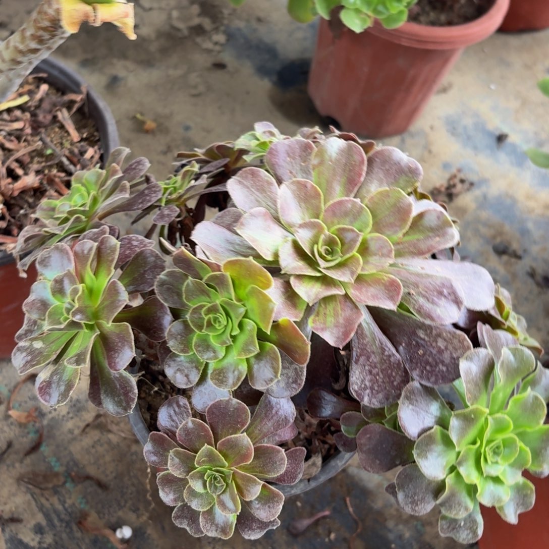 237多肉植物捧花的时候