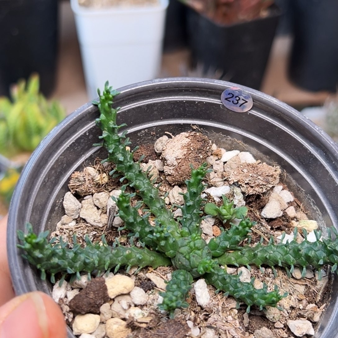 响尾蛇大戟实生球