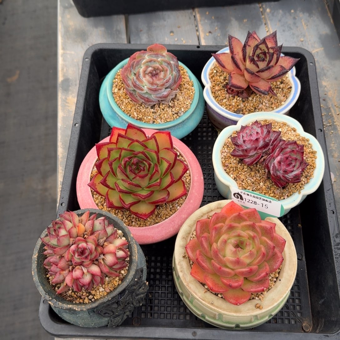 从前慢多肉精选编号1228.15