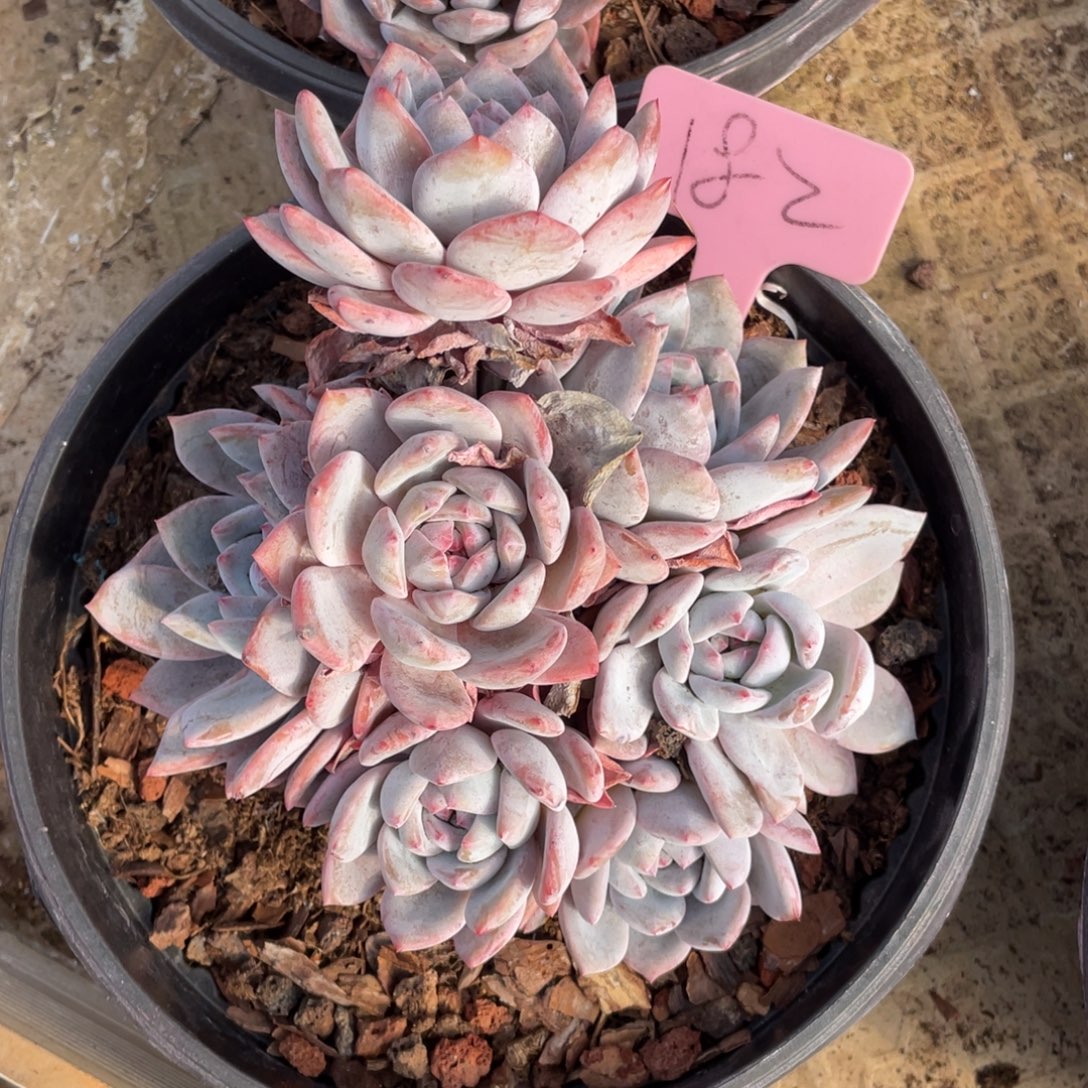 林***~星影多头群生182号