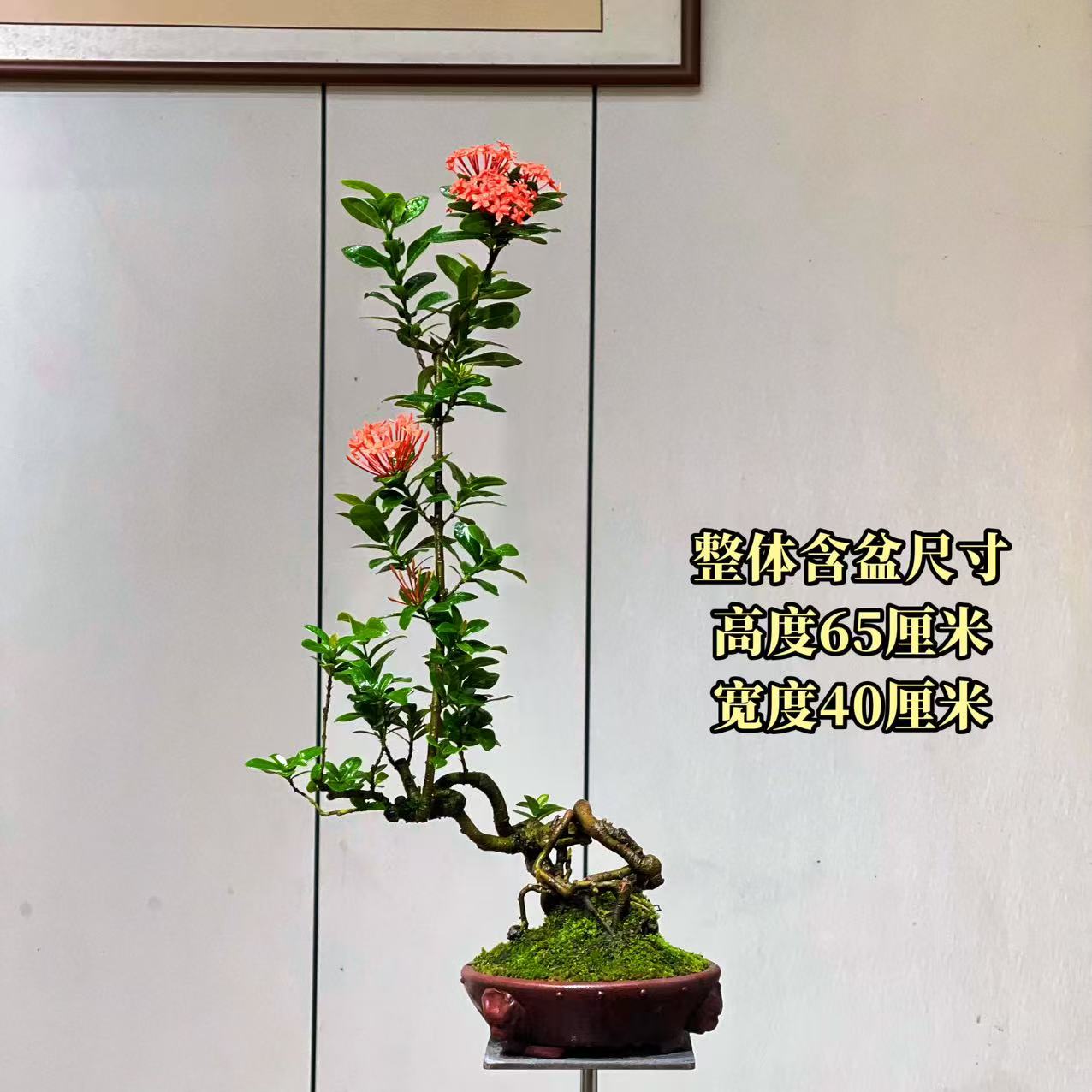 【叶胜园艺】精品小叶龙船花功夫桩盆景