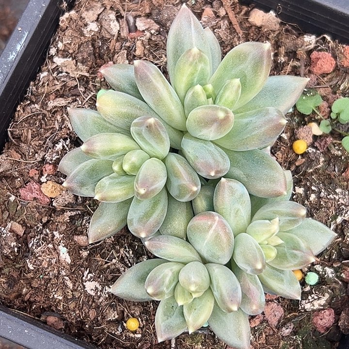 美人特价一物一拍