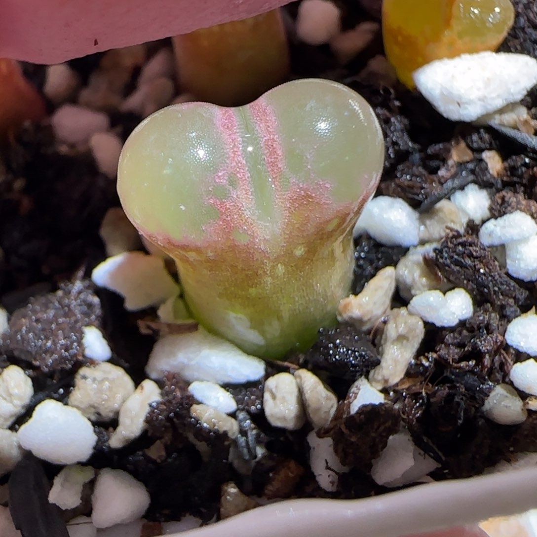 肉锥多肉植物百科26-粉樱932