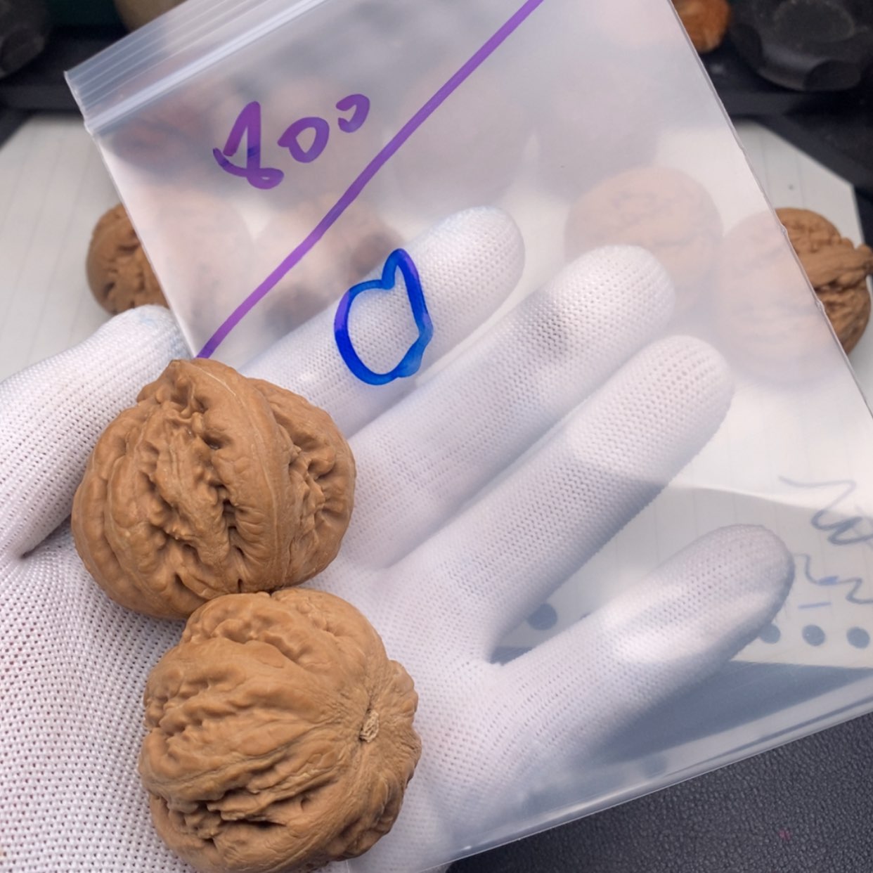 【闪购商品】文玩核桃吊坠。*霸王龙