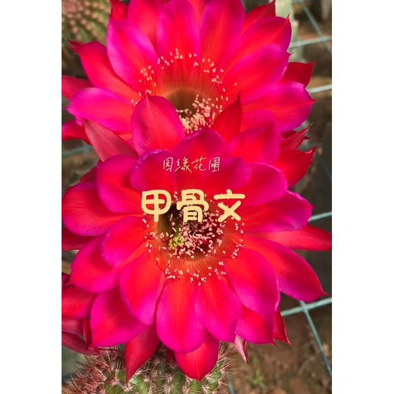 自根甲骨文彩草，尺寸以直播间为准，环境不同开花不同介意勿拍