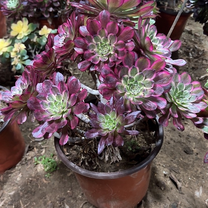 多肉植物不知明90