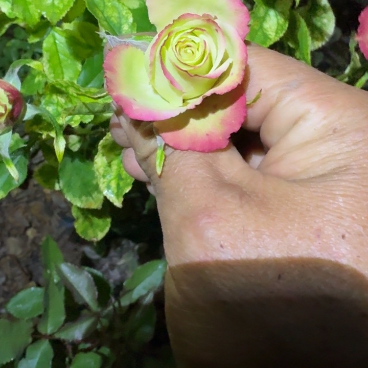 无花朵豪华轿车小苗