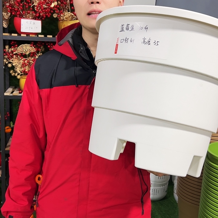 正品蓝莓口41高35白色3只无托