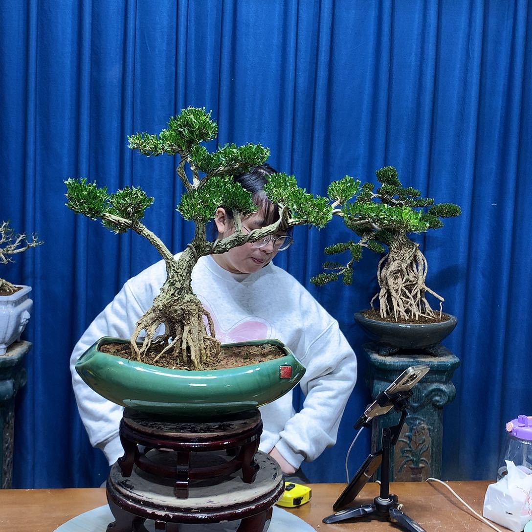 无花朵黄杨盆景一物一拍