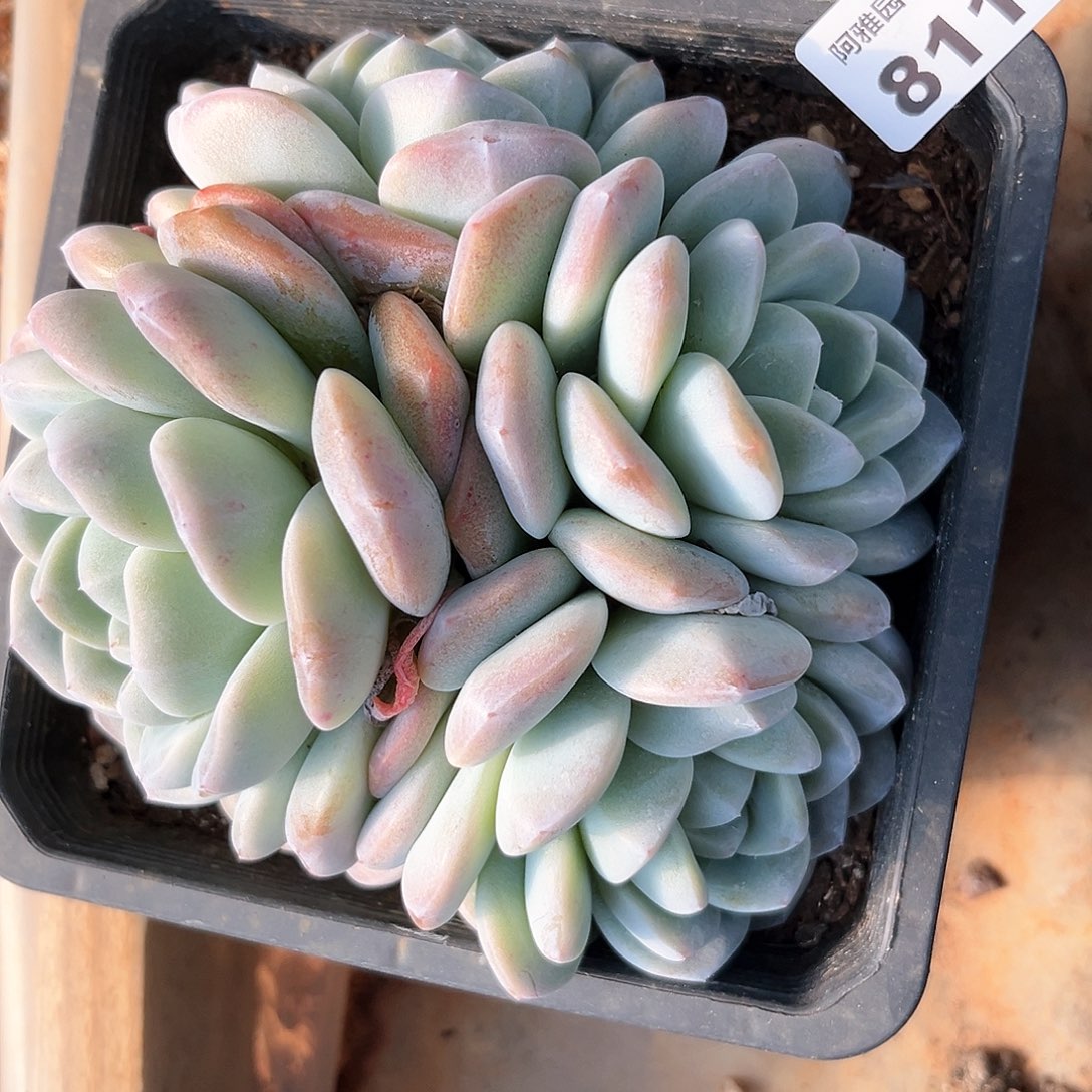 阿雅园艺。 不售后811