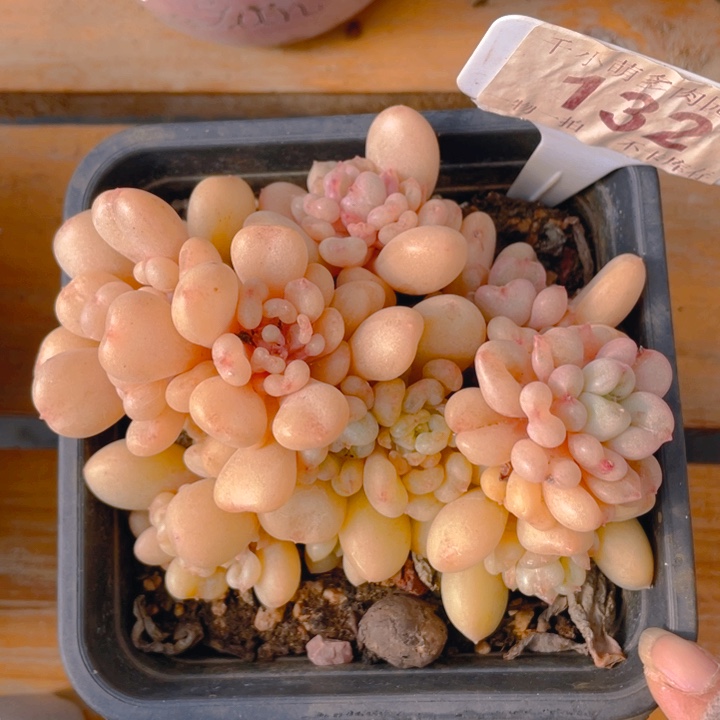 谢谢你的支持000000132