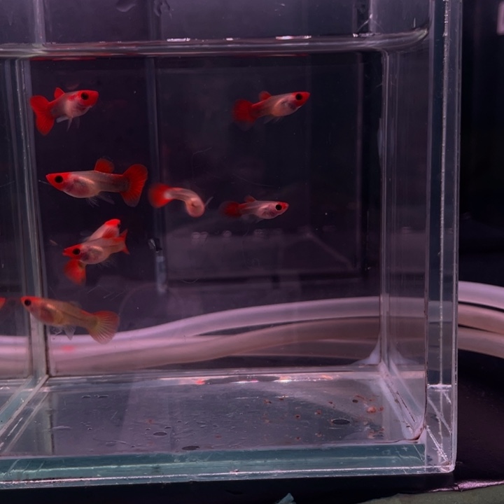 球***耶精品玻璃猫苗8条8条