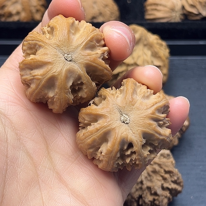 【***】木质类秦岭突突突突突