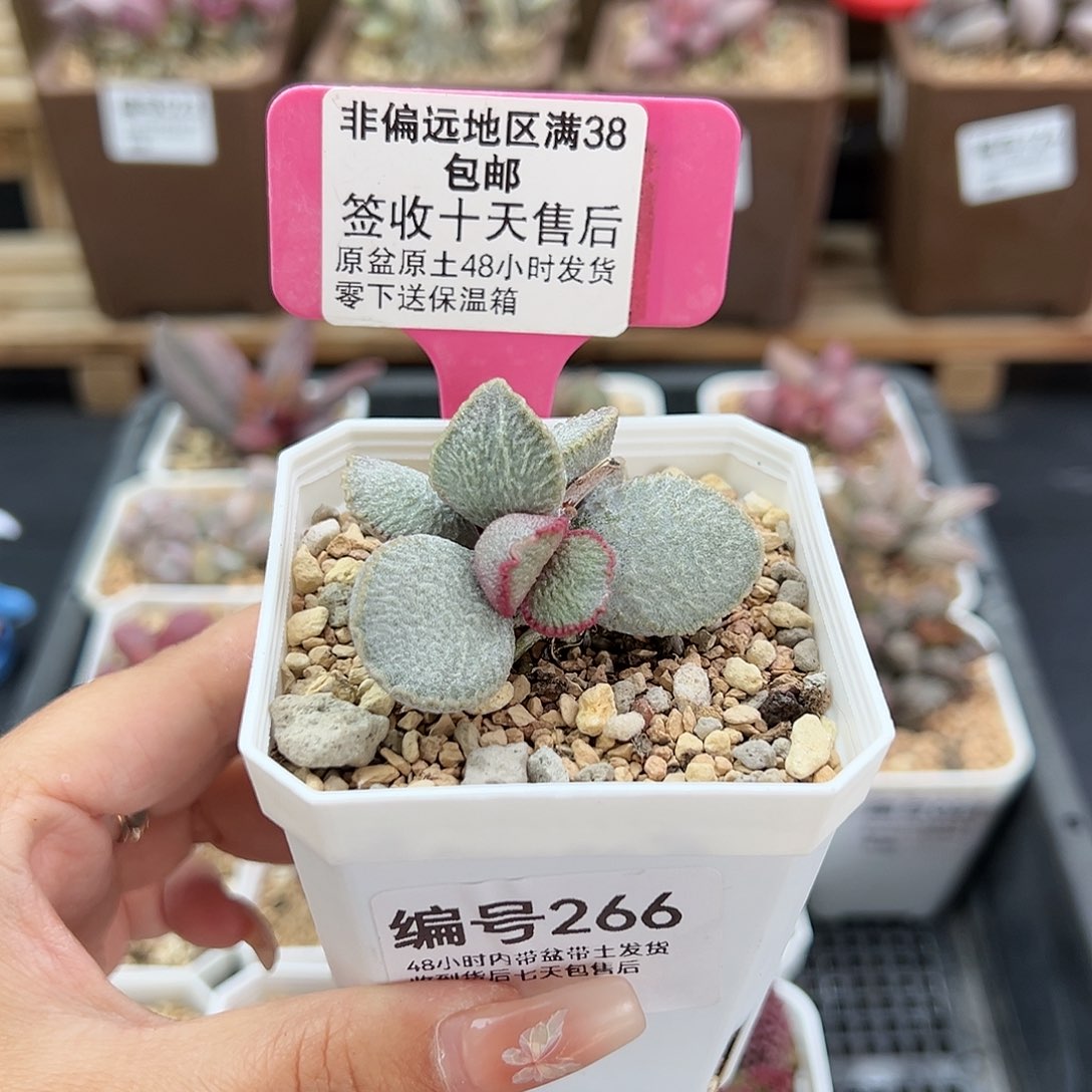 266磨砂蛋900号多肉植物