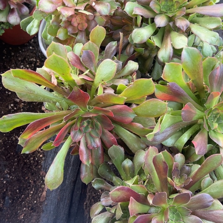 多肉植物流星雨5克