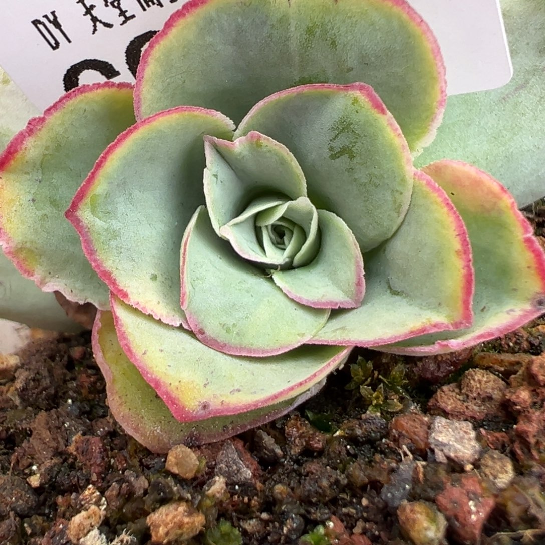 陈陈906清欢侧芽。    