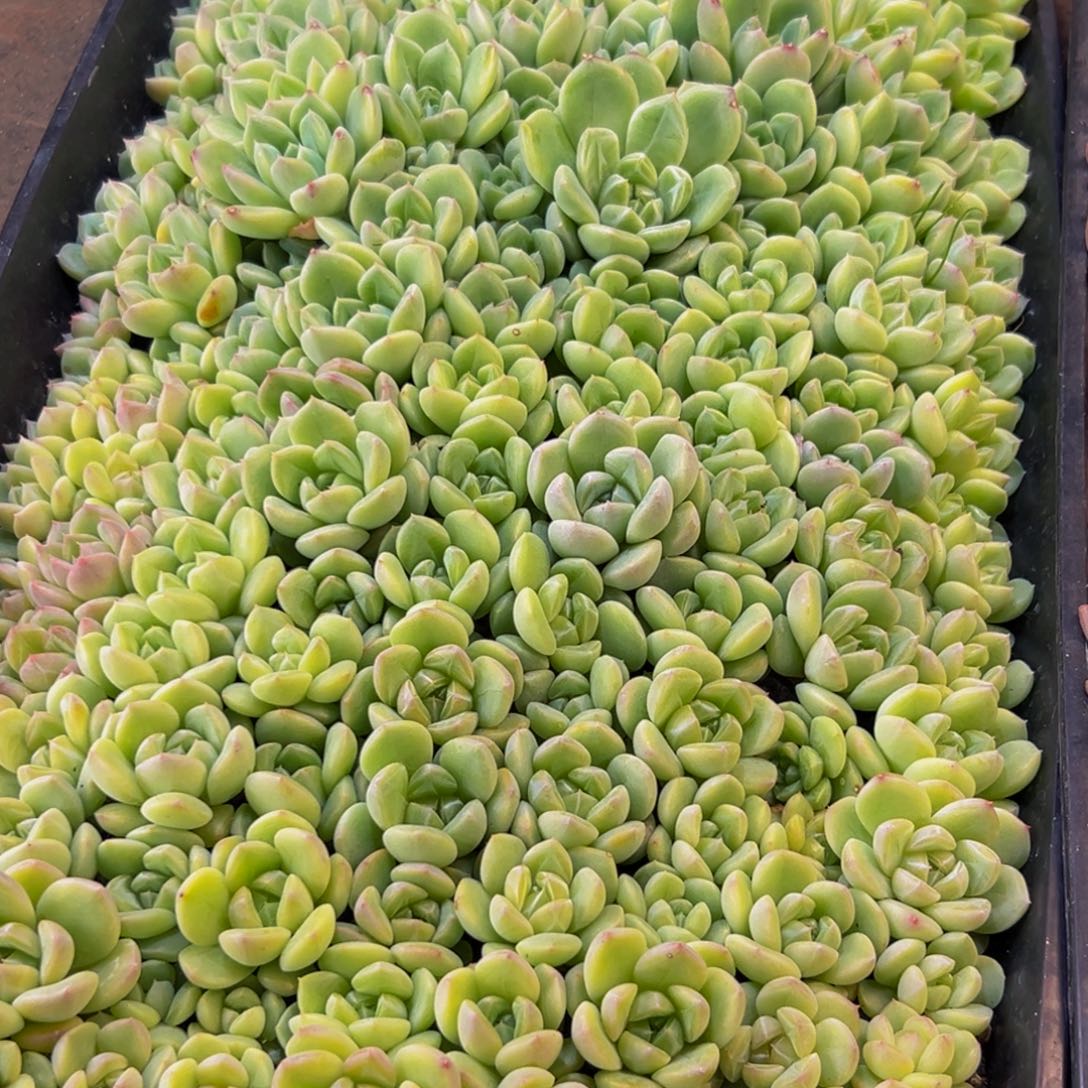 梦***子079多肉葡萄的价格是多少