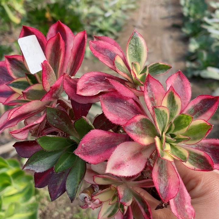 753魅影有砍阴阳多肉12345678