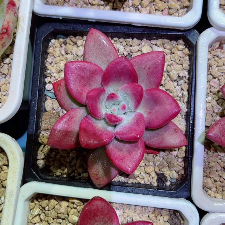 精品多肉植物老桩