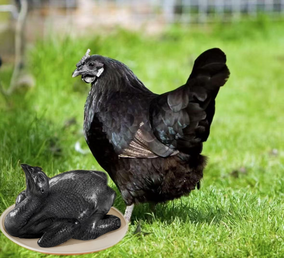 云南高山散养五黑绿壳蛋鸡新鲜生鲜整只发货1.4斤左右 年产蛋280