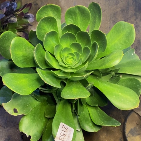 加州香炉盘多肉2153