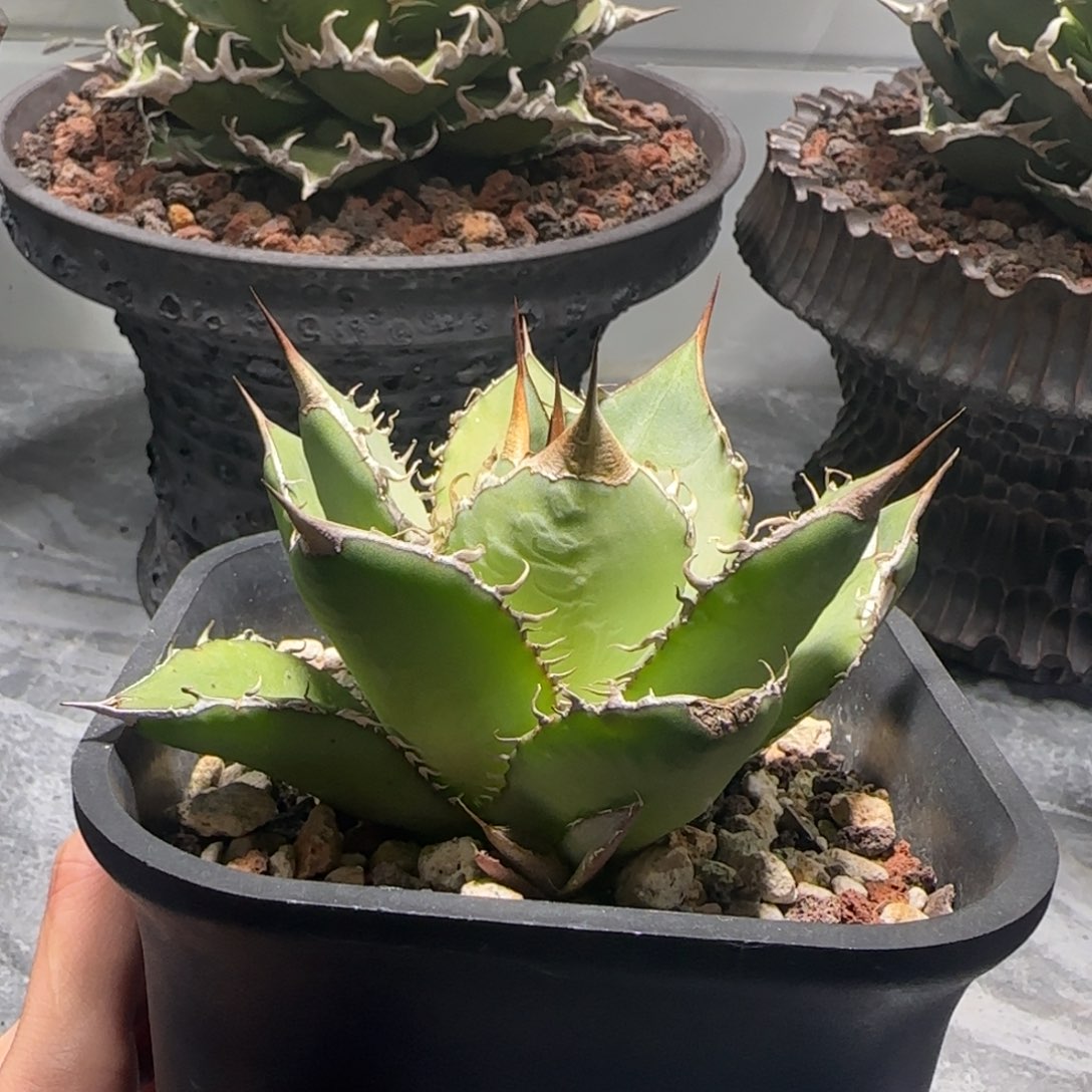 实生仁王冠龙舌兰2