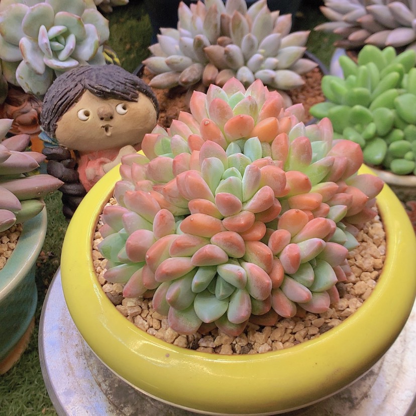 【闪购商品】彩虹芙丽朵