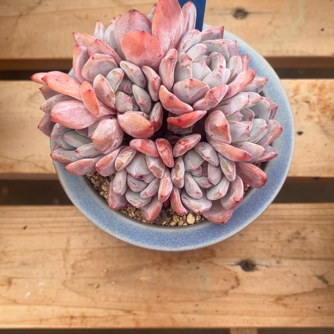 小***姐小滢姐的星颖群生一物一拍