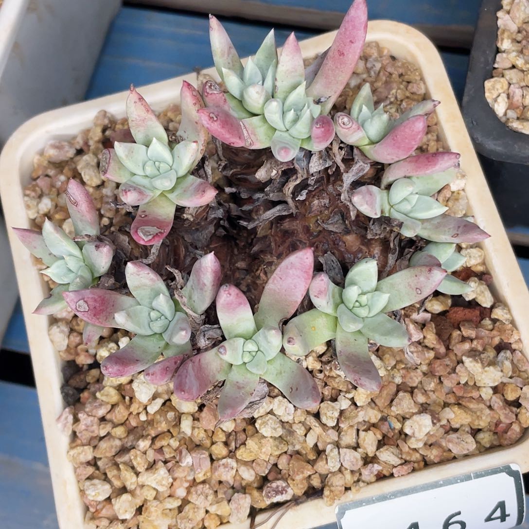 俗仙女杯老桩多头2464