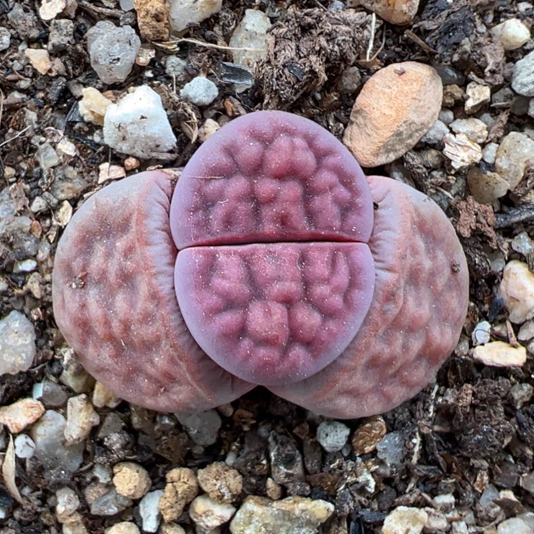 205好看的多肉691