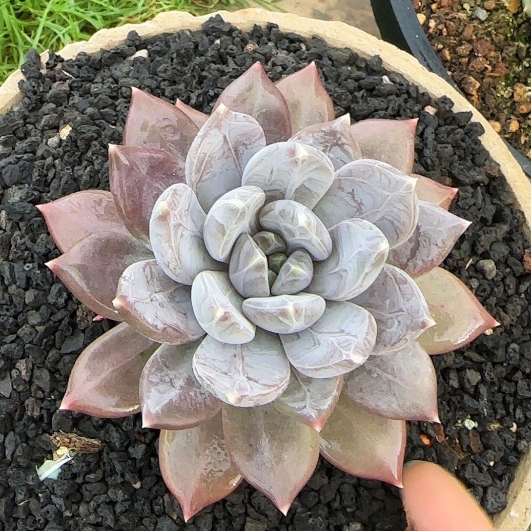 西***丹多肉植物多肉植物