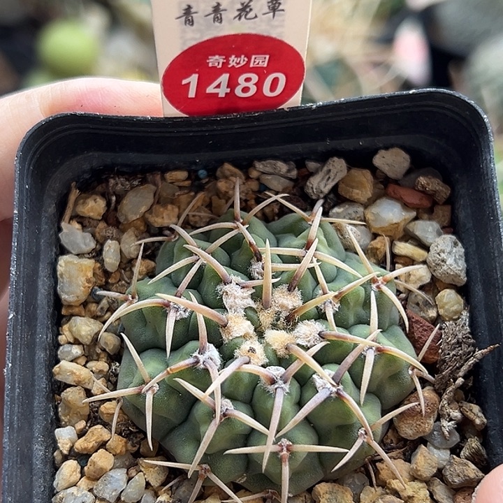 实生粗刺三刺玉一棵仙人球