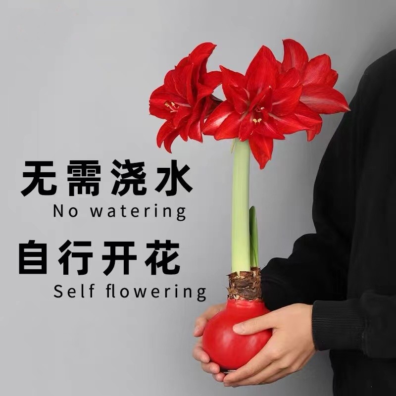 【年宵花】蜡封朱顶红种球石蜡球（周长24-26厘米）