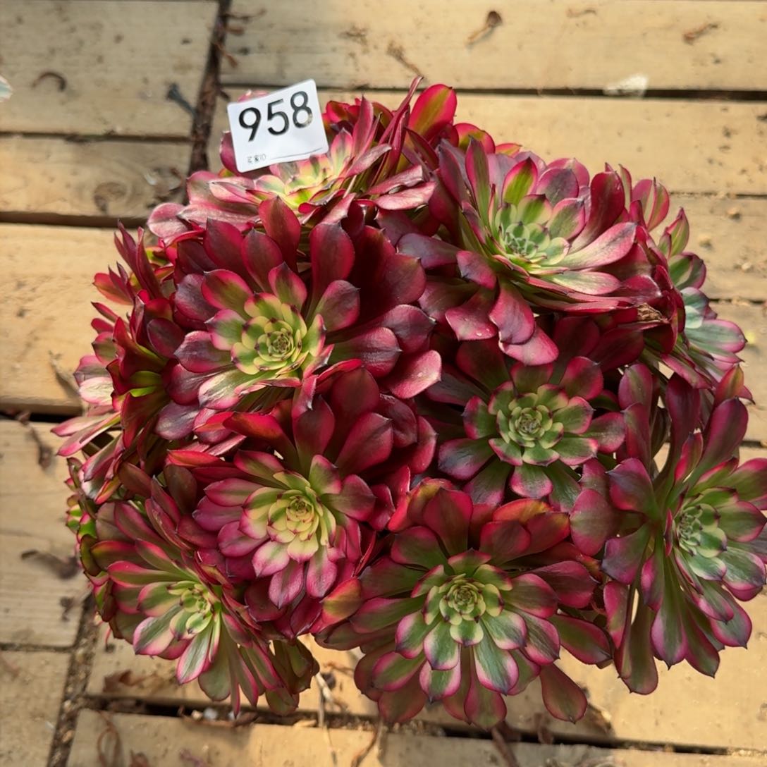 【闪购商品】958多肉