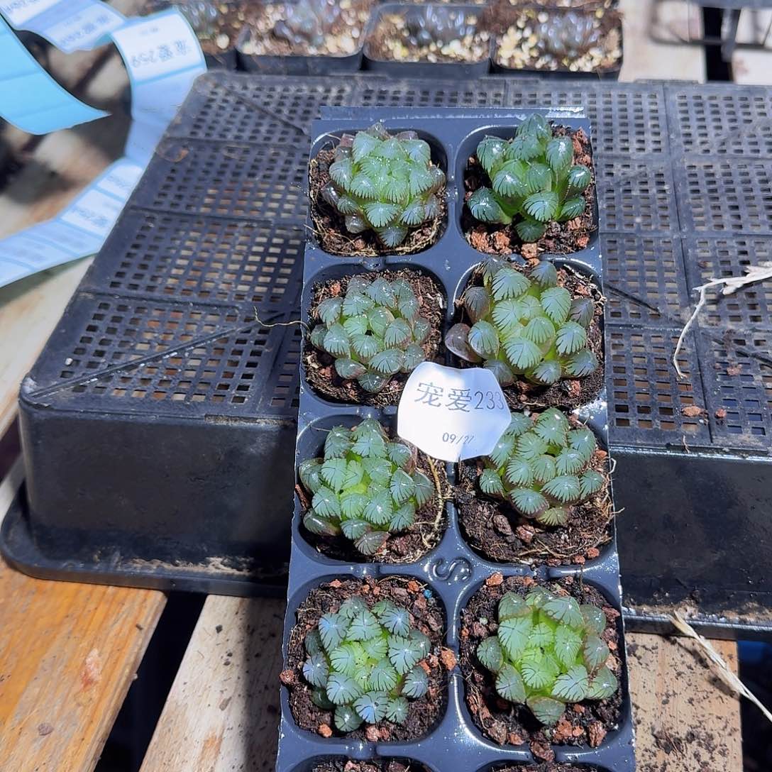 直播福利一物一拍233