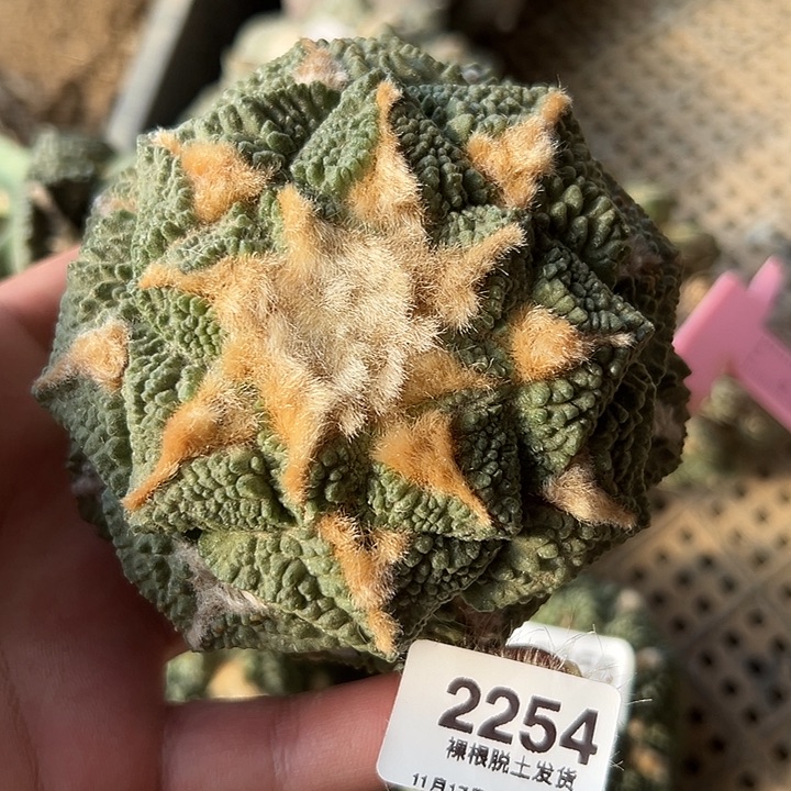 2254号木心无根龟甲牡丹