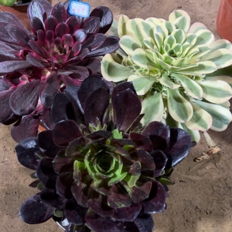 284多肉植物组合