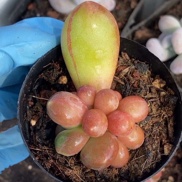 廖*潘朵拉锦多肉植物