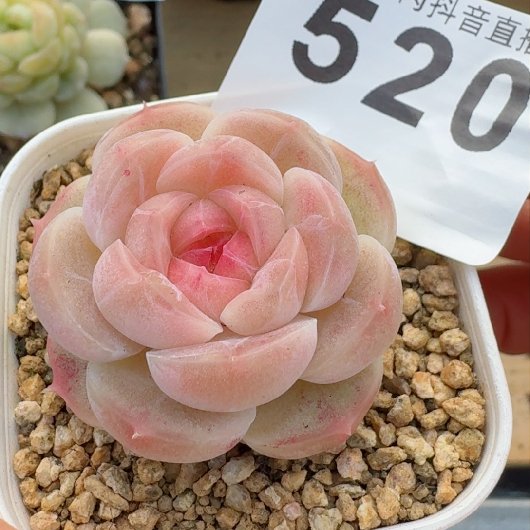 孤品         精品多肉