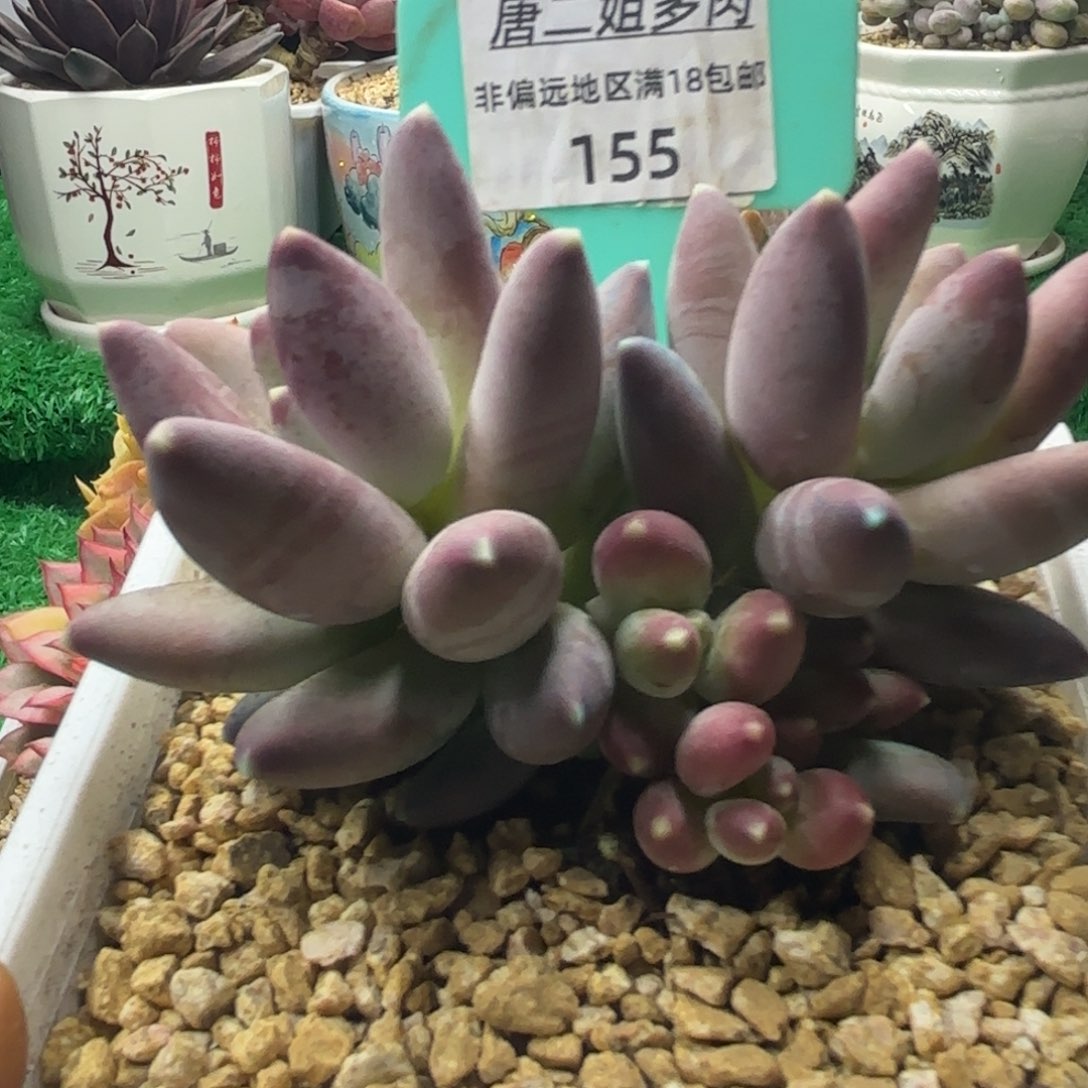 唐二姐多肉编号155