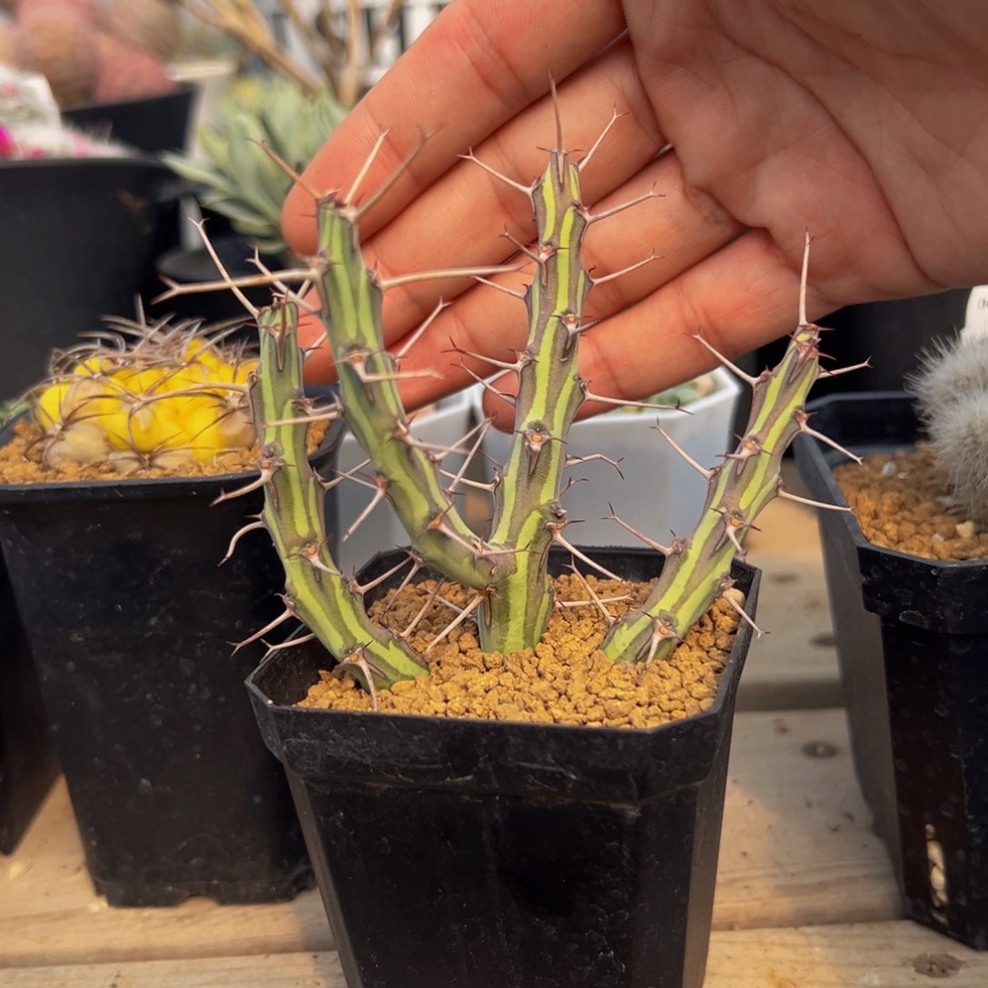 鱼叉大戟扦插根很好带盆土