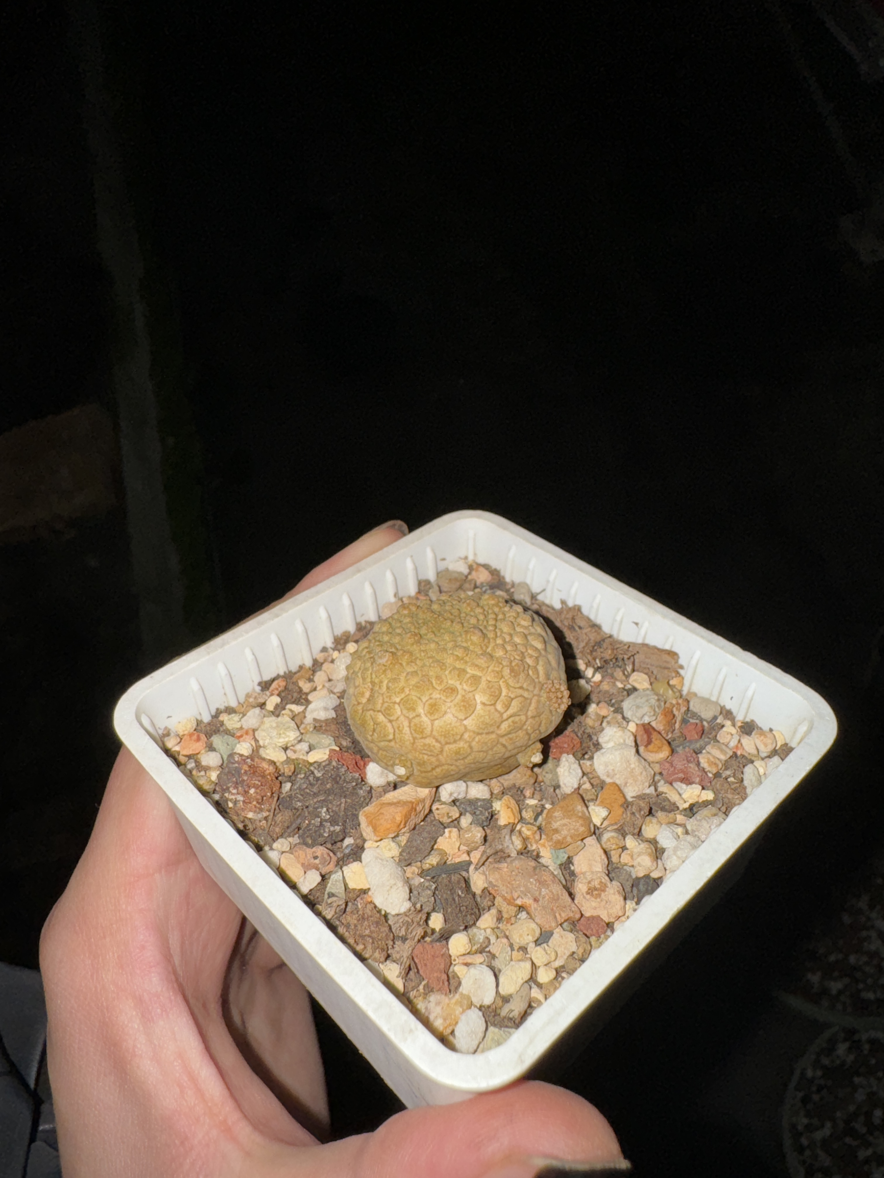 凝蹄玉多肉植物多肉植物