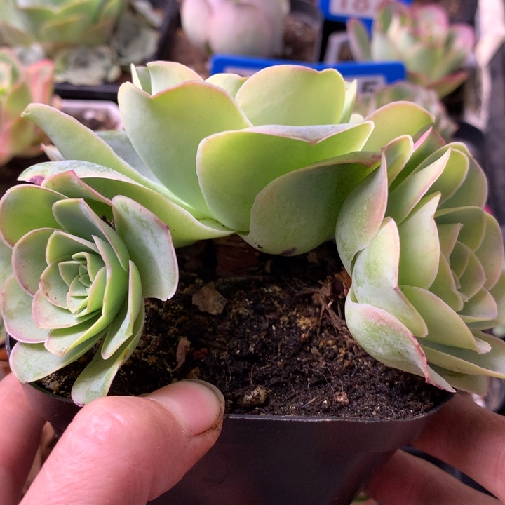 一物一拍星辰福利