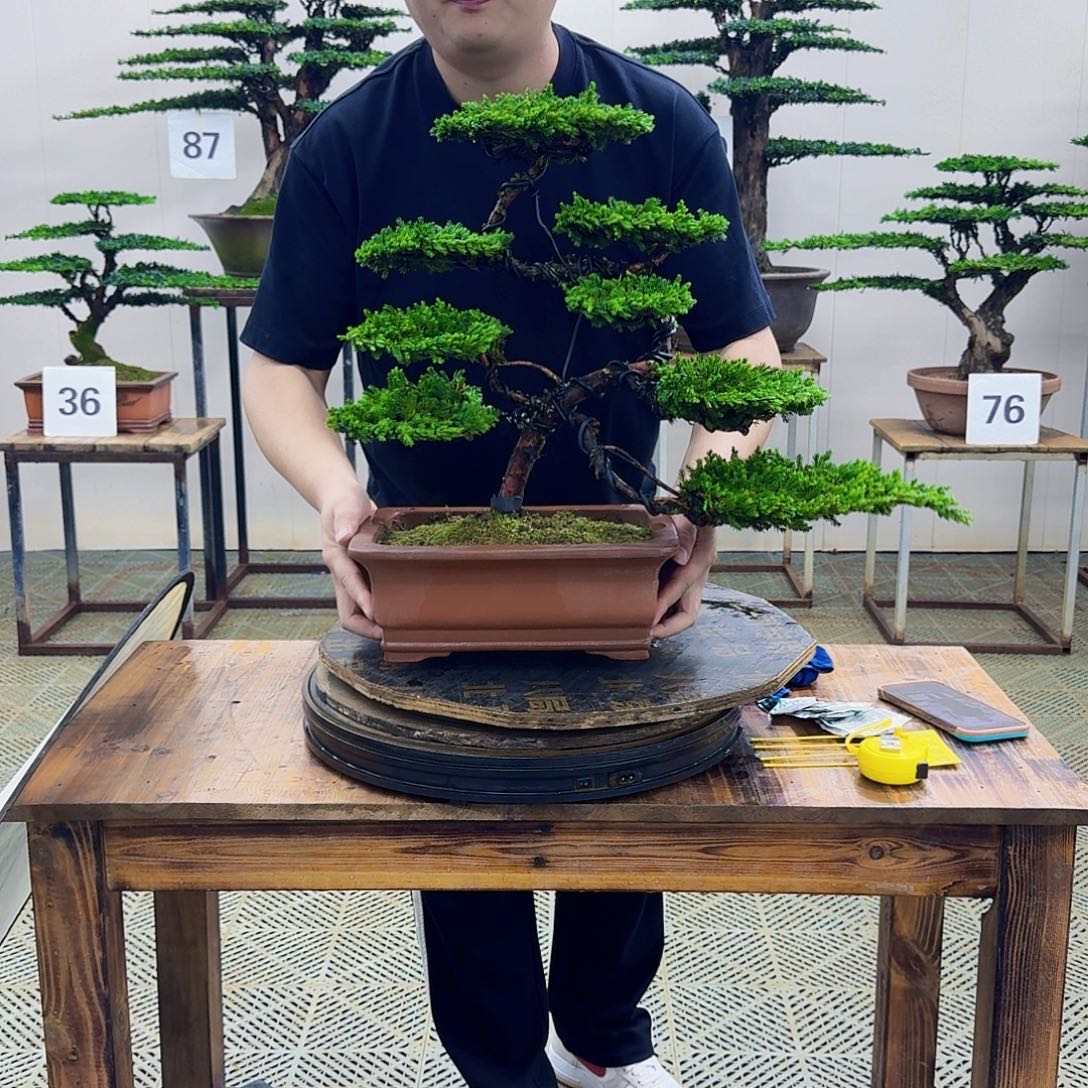 无花朵柏树造型盆景