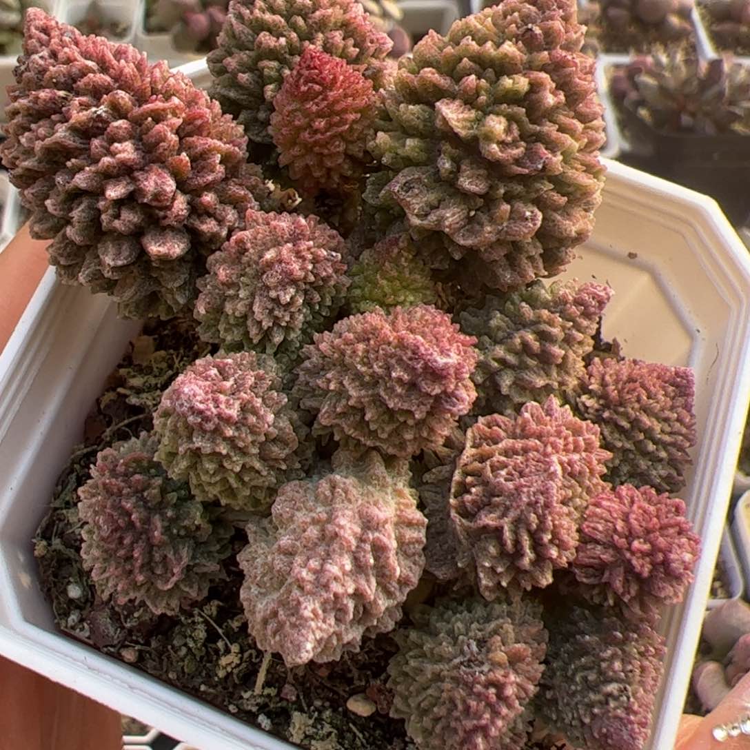 满盆朱子玉老桩多肉植物水泡