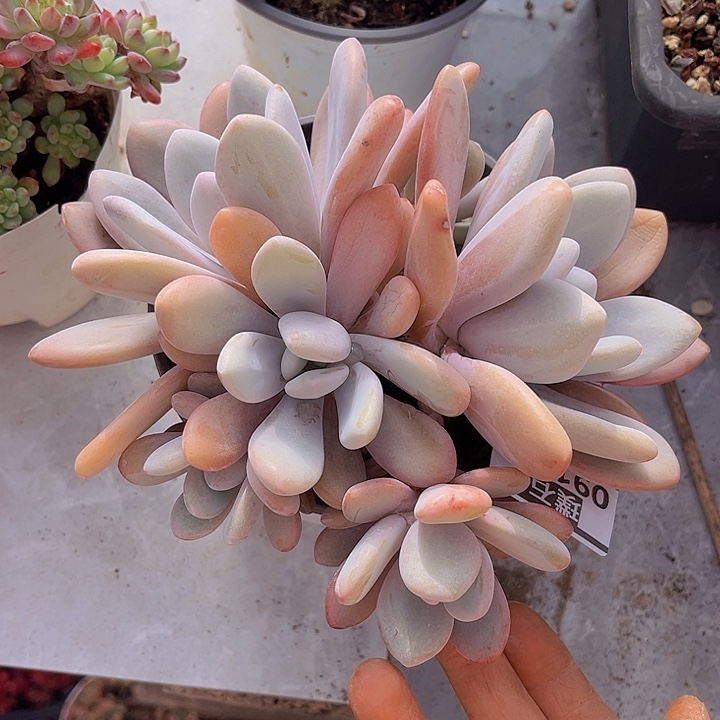 粉兔09130多肉植物
