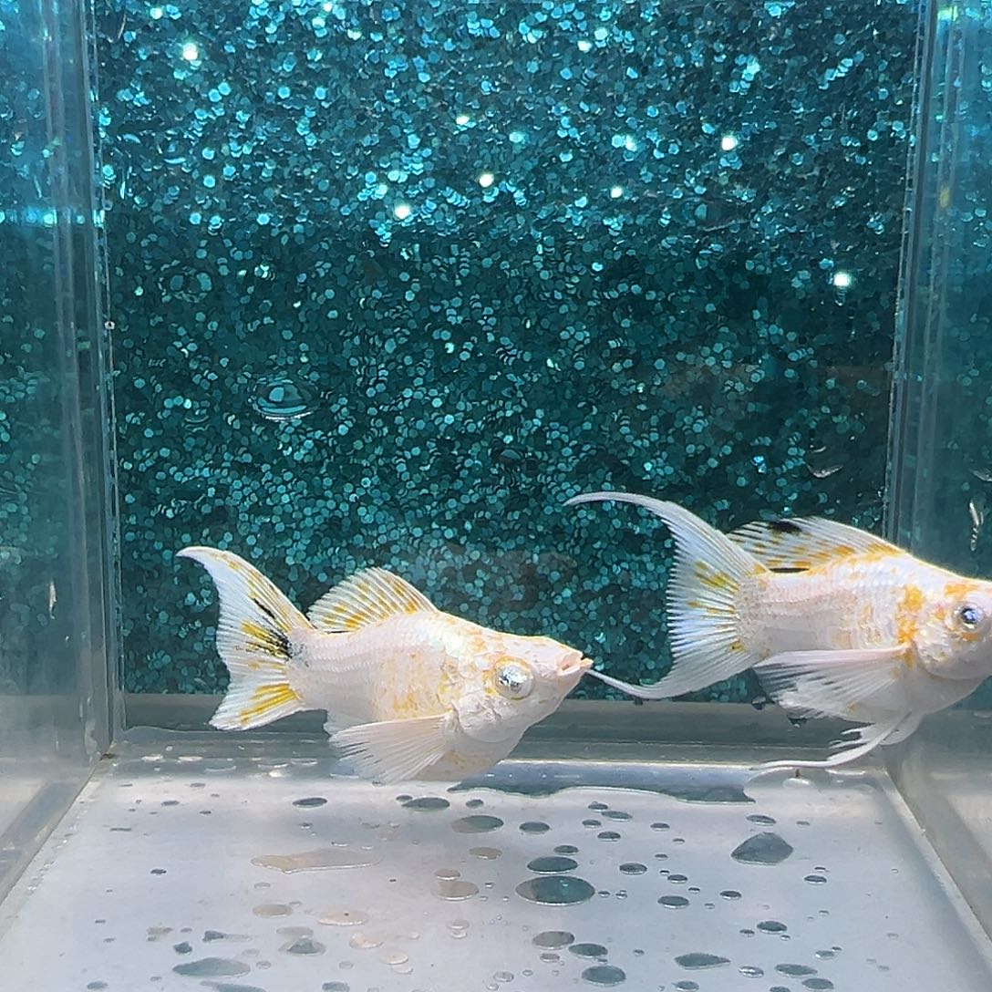 黑玛丽鱼樱花玛丽一对0029