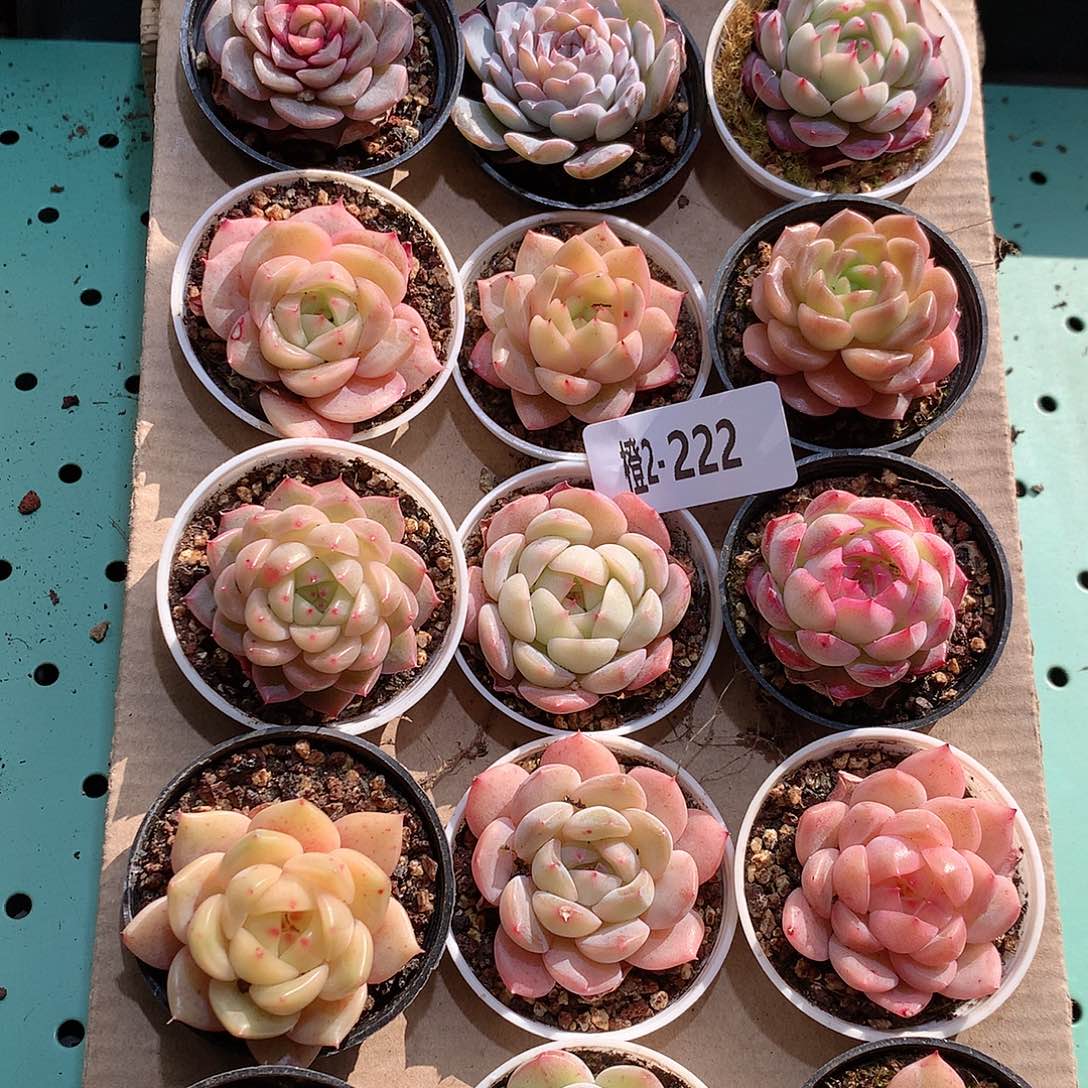 2-222一物一拍带盆18颗