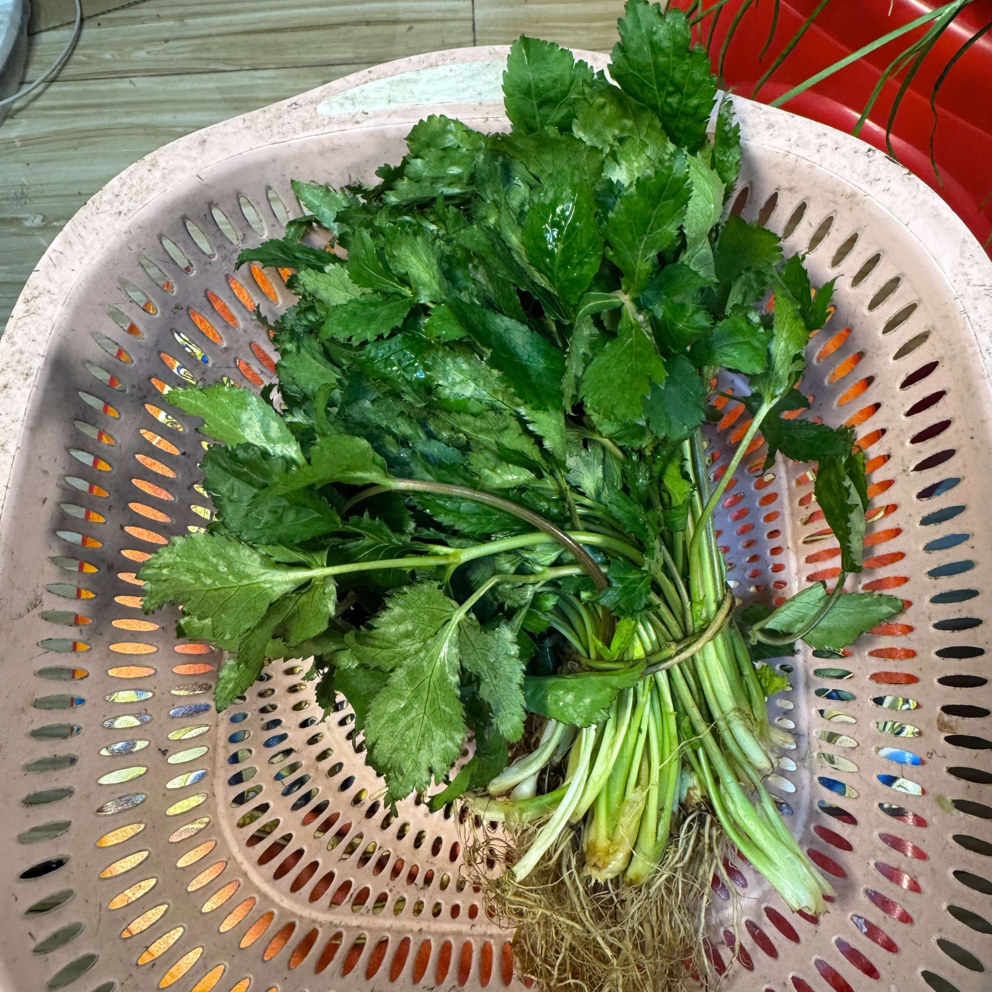 （山野农仓）时令蔬菜野生鸭脚板